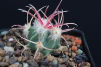 Echinocactus parryi PD 32